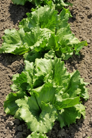 Lettuce iceberg, bright green plants in the gardenの写真素材