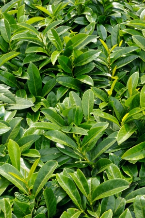 Prunus laurocerasus, evergreen shrub in the gardenの写真素材