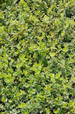 Euonymus emerald gaiety, groundcover plant in the gardenの写真素材