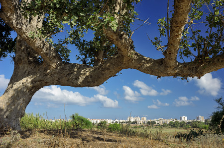 Trees, bushes, grass and cacti on waste ground near the town in Israelの写真素材