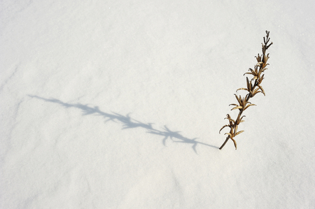 Coarse texture of the snow, accented by a sliding sun lightの写真素材