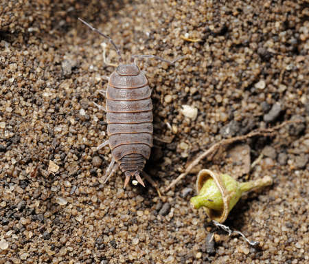 Closeup of the nature of Israel - woodlice on the sand