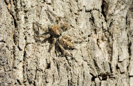 Closeup of the nature of Israel - Salticidae spider on the tree