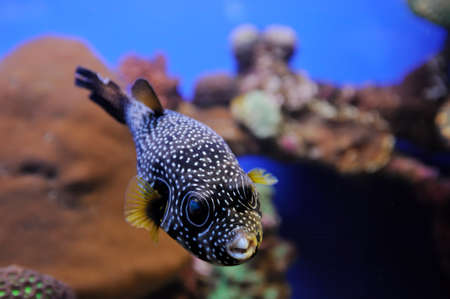 White-spotted puffer fish (Arothron hispidus), coral and other bright and colorful inhabitants of the Red Sea.の写真素材