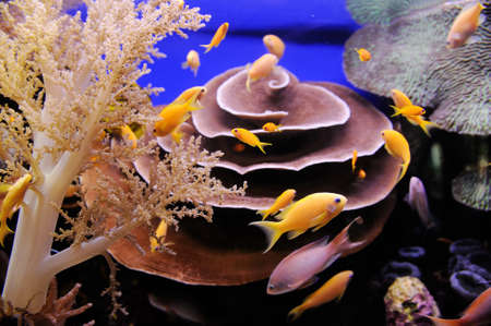 Fish, coral and other bright and colorful inhabitants of the Red Sea.
