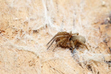 Closeup of the nature of Israel - spider on the treeの写真素材