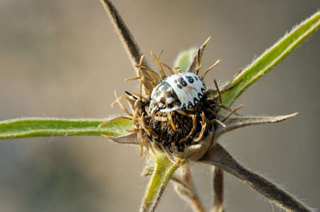 Closeup of the nature of Israel - bug on the thorn