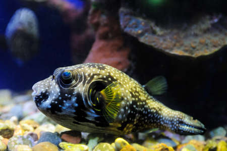 Fish, coral and other bright and colorful inhabitants of the Red Sea.