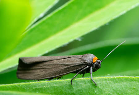 Small gray butterfly Red-necked footman (Atolmis rubricollis) with a bright orange spot on the leaf