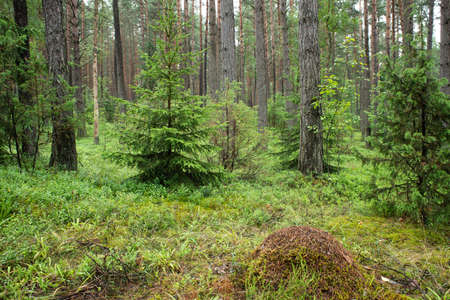 Dense naturally wild pine forest, panorama, large trees, bushes and grass