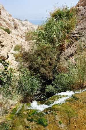 Streams and waterfalls Nature Reserve Ein Gedi at the Dead Sea in Israelの写真素材