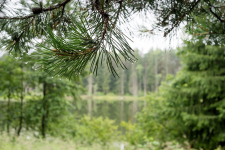 A beautiful forest with even tall trunks of middle-aged pinesの写真素材