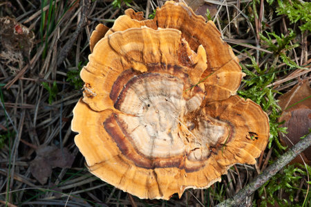 Wildlife of Europe - edible and inedible mushrooms growing in forest