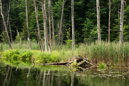 A small lake in a spruce forest, surrounded along the shore by trunks of dried trees.の写真素材