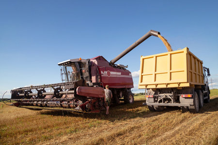 Grain crops on the field are harvested with the help of combines and pour grain into the back of...