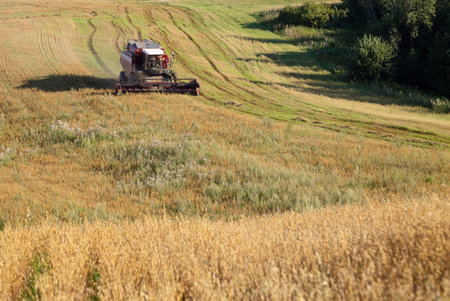 Grain crops on the field are harvested with the help of combines and pour grain into the back of trucksの写真素材