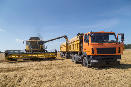 Grain crops on the field are harvested with the help of combines and pour grain into the back of...