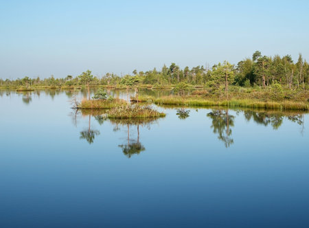 The huge sphagnum bog Yelnya in Belarus, a unique nature reserveの写真素材