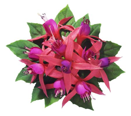 Fuchsia