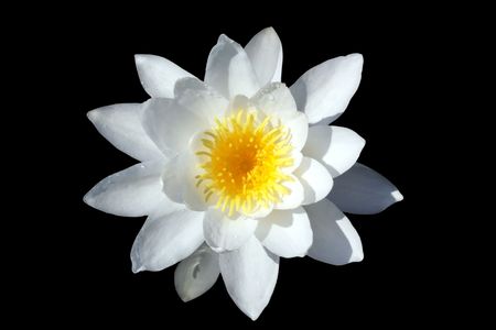 Lotusの写真素材