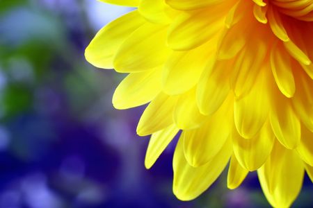 Yellow chrysanthemumの写真素材