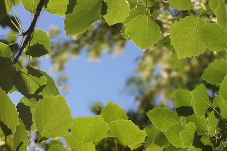 Sheet of the aspen at sunshines