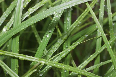Dew on leaves of a grass