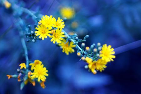 Flower yellowの写真素材