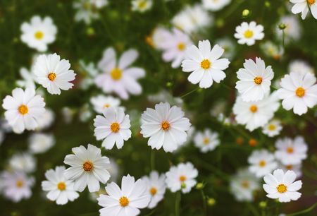 Flowers (Cosmos)