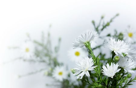 Chrysanthemumの写真素材