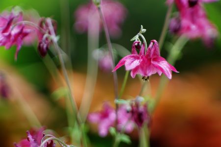 Field flowersの写真素材