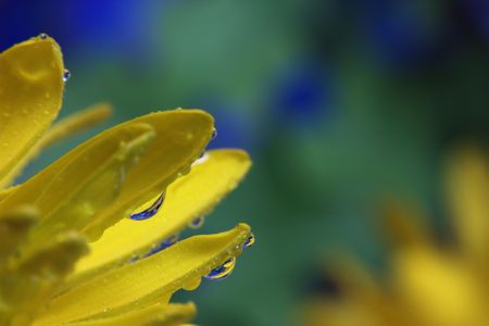 Dew on flowersの写真素材