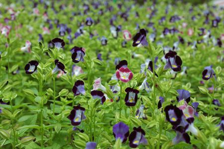 Flowersの写真素材