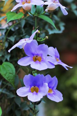 Flowersの写真素材