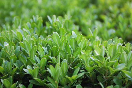 Abstract plant background (Buxus)