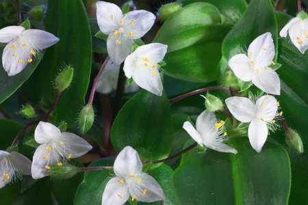 Flowers of tradescantiaの写真素材
