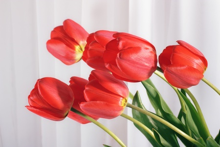 Red tulipsの写真素材