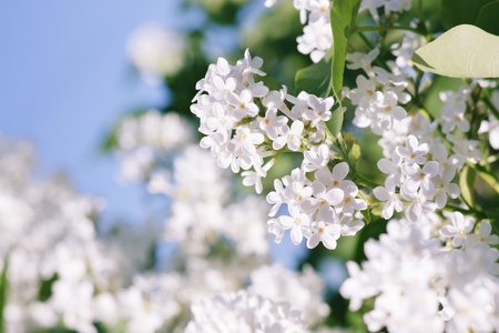Lilac on blur backgroundの写真素材