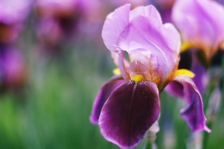 Iris on blur background
