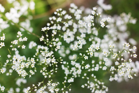 Field flowersの写真素材