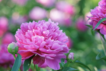 Pink peony freshnessの写真素材