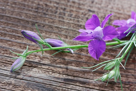 Field flowers. の写真素材