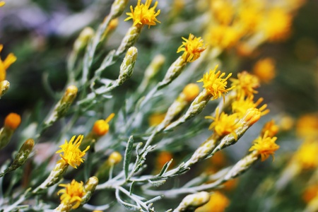 Beauty natural background.の写真素材