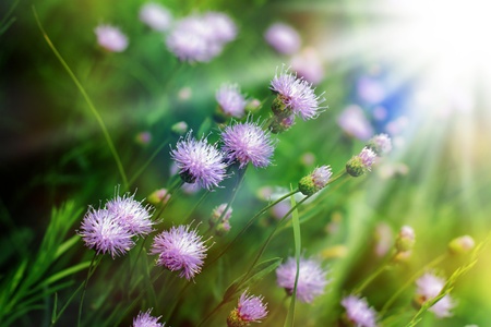 Field flowers