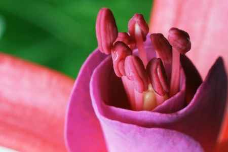 Flowers fuchsia on blur background.の写真素材