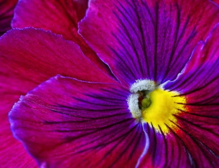 Viola tricolor  Beautiful flower, closeup の写真素材