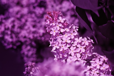 Fresh flowers lilac on dark background.の写真素材