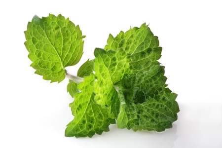 Fresh raw mint leaves isolated on white background
