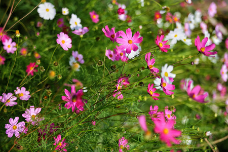 Beautiful flowers in the garden (Cosmos). Abstract background.の写真素材