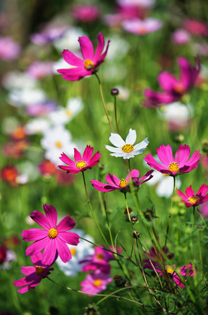 Beautiful flowers in the garden (Cosmos). Abstract background.の写真素材